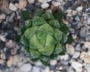 Хавортия (Haworthia)