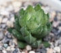 Хавортия (Haworthia)