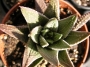 Хавортия (Haworthia)