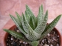 Хавортия (Haworthia)
