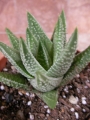 Хавортия (Haworthia)