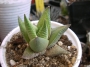 Хавортия (Haworthia rigida)