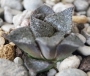 Хавортия (Haworthia)