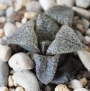 Хавортия (Haworthia)