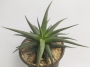 Хавортия (Haworthia)
