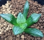 Хавортия (Haworthia atrofusca cv. Mutant)