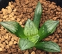Хавортия (Haworthia atrofusca cv. Mutant)