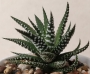 Хавортия (HAWORTHIA attenuata)
