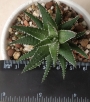 Хавортия (HAWORTHIA attenuata)