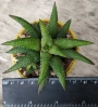 Хавортия (Haworthia attenuata Tanba var. nova)