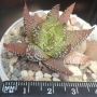 Хавортия (Haworthia attenuata Tanba var. nova)