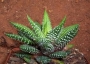 Хавортия (Haworthia attenuata Tanba var. nova)