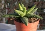 Хавортия (Haworthia attenuata Tanba var. nova)