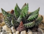 Хавортия (Haworthia attenuata Tanba var. nova)