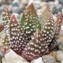 Хавортия (Haworthia attenuata Tanba var. nova)