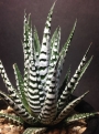 Хавортия (Haworthia White Zebra Haworthia Big Band Haworthia attenuata)