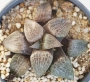 Хавортия (Haworthia comptoniana)