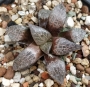 Хавортия (Haworthia comptoniana)