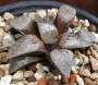 Хавортия (Haworthia comptoniana)