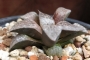 Хавортия (Haworthia comptoniana)