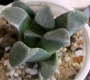 Хавортия (Haworthia correcta)