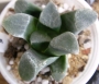 Хавортия (Haworthia correcta)