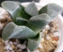 Хавортия (Haworthia correcta)