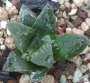 Хавортия (Haworthia cv. Tiger Pygmaea)