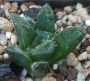 Хавортия (Haworthia cv. Tiger Pygmaea)