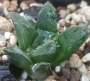 Хавортия (Haworthia cv. Tiger Pygmaea)