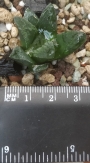 Хавортия (Haworthia cv. Tiger Pygmaea)