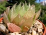 Хавортия (Haworthia cymbiformis var. obtusa, Haworthia cooperii)