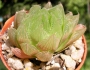 Хавортия (Haworthia cymbiformis var. obtusa, Haworthia cooperii)