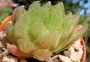 Хавортия (Haworthia cymbiformis var. obtusa, Haworthia cooperii)