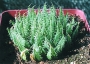 Хавортия (Haworthia decipiens var. pringlei)