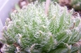 Хавортия (Haworthia decipiens var. pringlei)