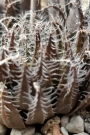 Хавортия (Haworthia decipiens var. pringlei)