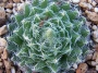 Хавортия (Haworthia decipiens var. pringlei)