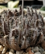 Хавортия (Haworthia decipiens var. pringlei)