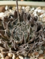 Хавортия (Haworthia decipiens var. pringlei)
