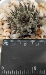 Хавортия (Haworthia decipiens var. pringlei)