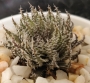 Хавортия (Haworthia decipiens var. pringlei)