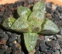 Хавортия (Haworthia Emelyae Hybrid Sabrina)