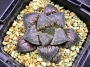 Хавортия (Haworthia emelyae shine black lines form)