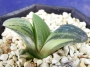 Хавортия (Haworthia enigma variegated)