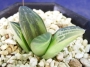 Хавортия (Haworthia enigma variegated)