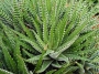 Хавортия (Haworthia fasciata)