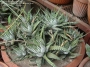 Хавортия (Haworthia fasciata)
