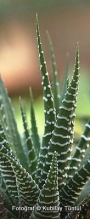 Хавортия (Haworthia fasciata)