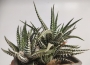 Хавортия (Haworthia fasciata)
